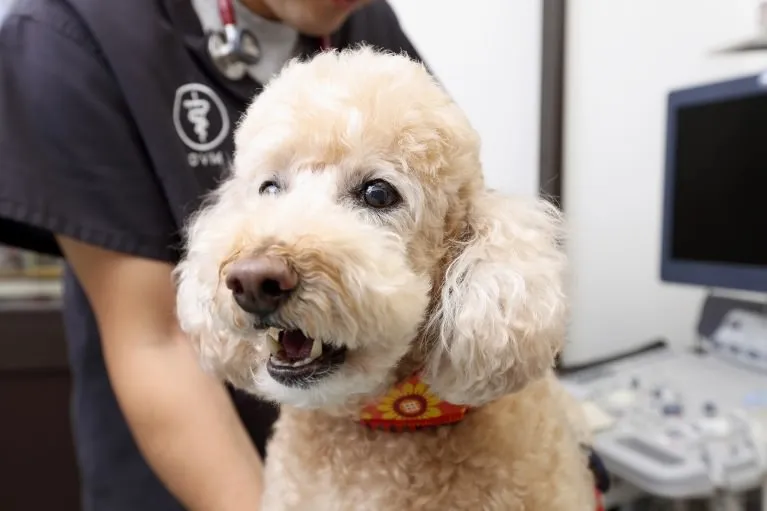 手術を実施(セカンドオピニオンにも対応)