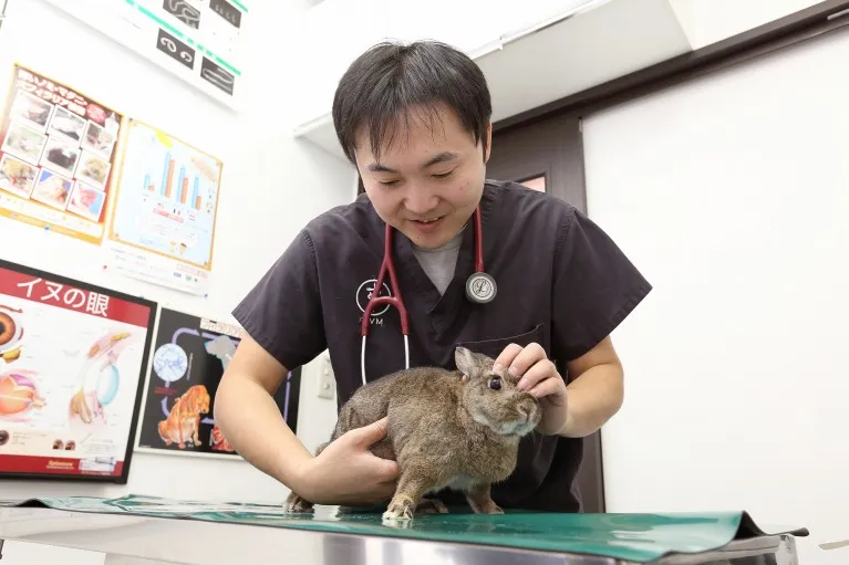 当院はウサギの診療を行っています。